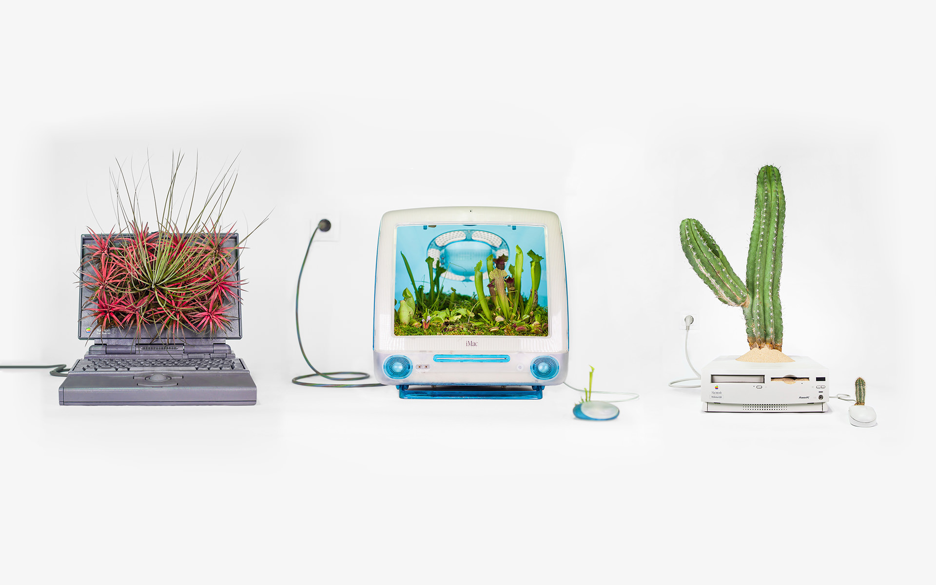 plant your mac